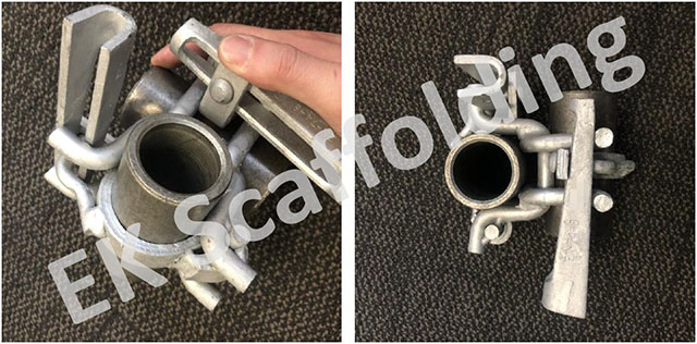 የሆላንድ ድርብ ኩርባዎች 05 ያሳያሉ