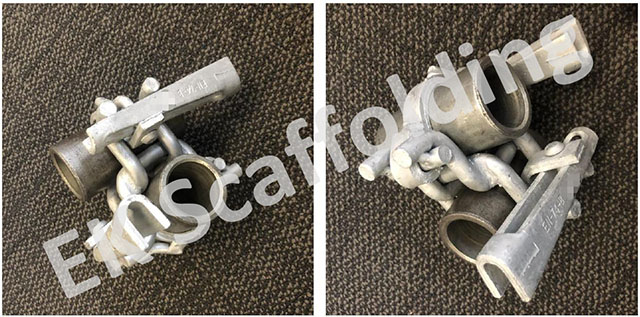 የሆላንድ ድርብ ኩርባዎች 06 ያሳያሉ